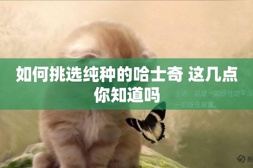 如何挑選純種的哈士奇 這幾點你知道嗎