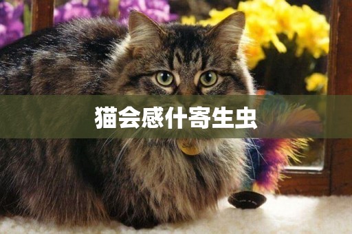 貓會感什寄生蟲