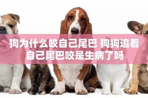 狗為什么咬自己尾巴 狗狗追著自己尾巴咬是生病了嗎 狗為什么咬自己尾巴 狗狗追著自己尾巴咬是生病了嗎