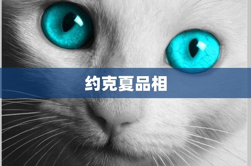 約克夏品相