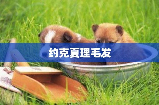 約克夏理毛發