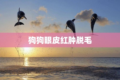 狗狗眼皮紅腫脫毛