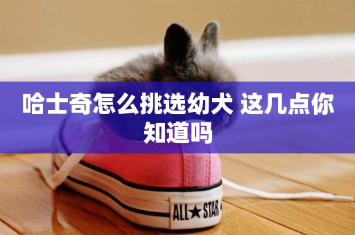 哈士奇怎么挑選幼犬 這幾點你知道嗎