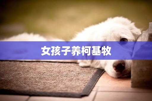 女孩子養柯基牧