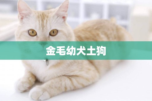 金毛幼犬土狗