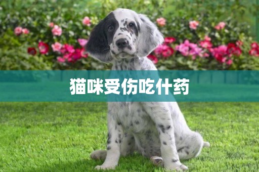 貓咪受傷吃什藥