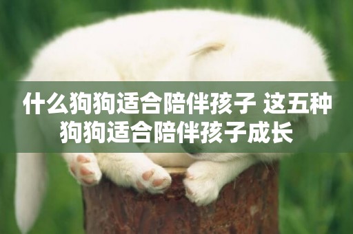 什么狗狗適合陪伴孩子 這五種狗狗適合陪伴孩子成長 什么狗狗適合陪伴孩子 這五種狗狗適合陪伴孩子成長