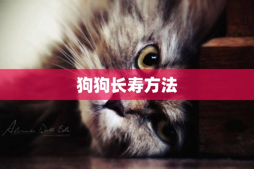 狗狗長壽方法