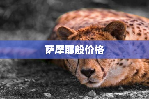 薩摩耶般價格