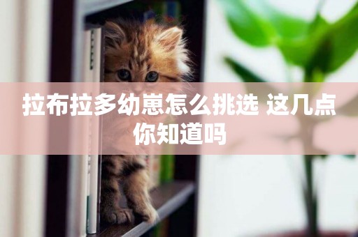 拉布拉多幼崽怎么挑選 這幾點你知道嗎