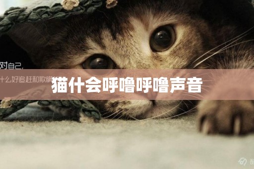 貓什會呼嚕呼嚕聲音