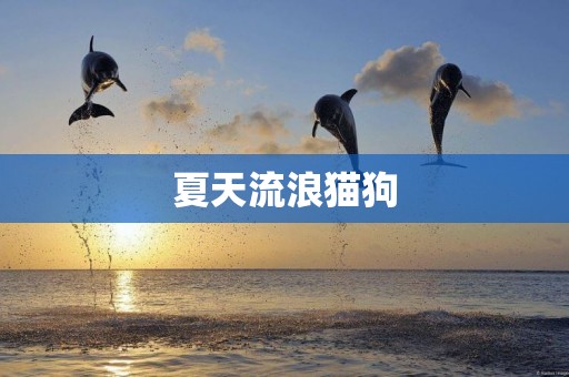 夏天流浪貓狗