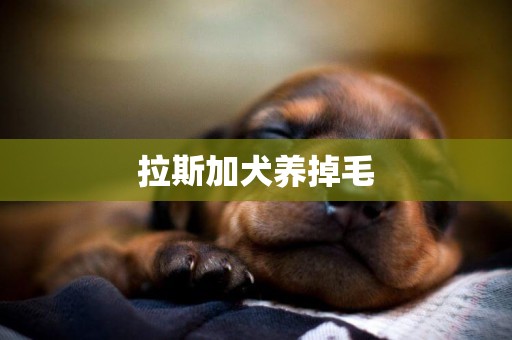 拉斯加犬養掉毛