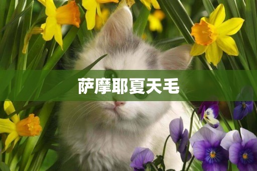 薩摩耶夏天毛