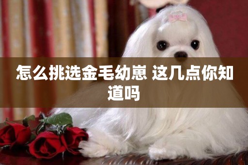 怎么挑選金毛幼崽 這幾點你知道嗎