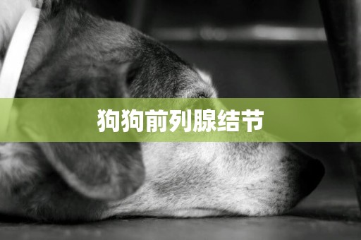 狗狗前列腺結節