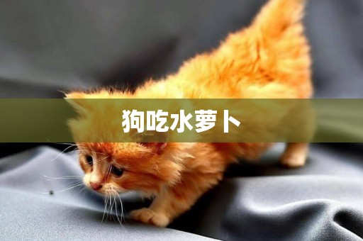 狗吃水蘿卜