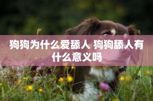 狗狗為什么愛舔人 狗狗舔人有什么意義嗎
