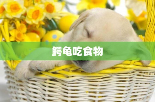 鱷龜吃食物