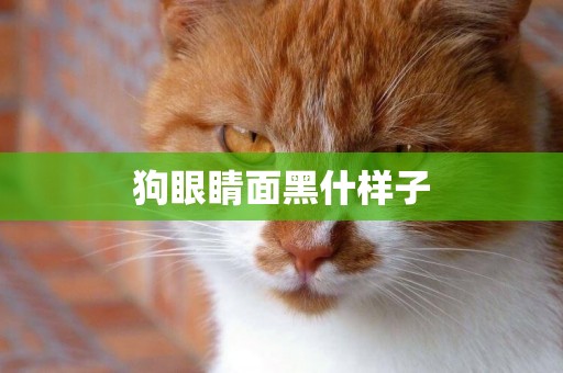 狗眼睛面黑什樣子