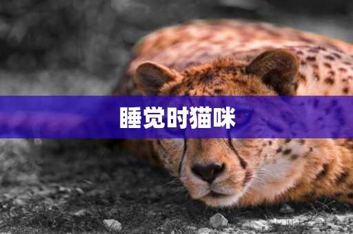 睡覺時貓咪