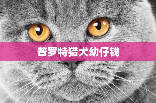 普羅特獵犬幼仔錢