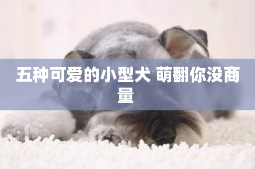 五種可愛的小型犬 萌翻你沒商量 