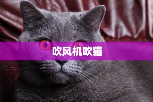 吹風機吹貓