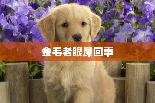 金毛老眼屎回事
