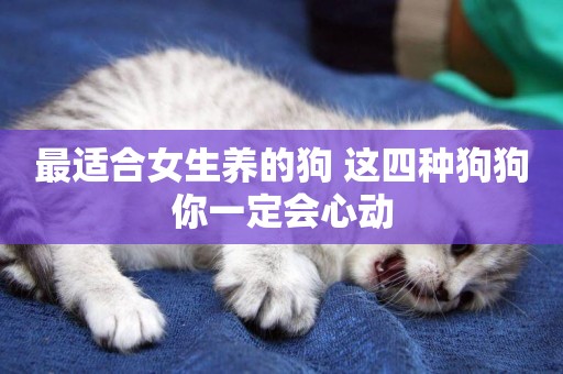 最適合女生養的狗 這四種狗狗你一定會心動 最適合女生養的狗 這四種狗狗你一定會心動