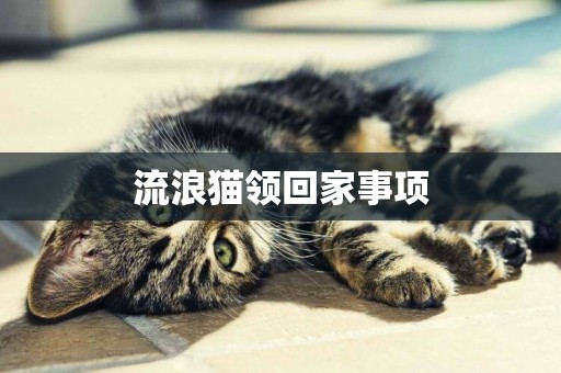 流浪貓領回家事項