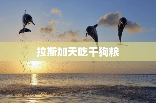 拉斯加天吃干狗糧