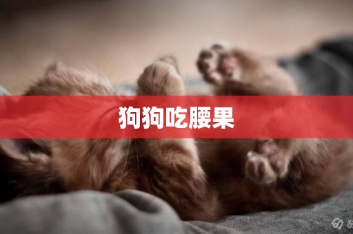 狗狗吃腰果