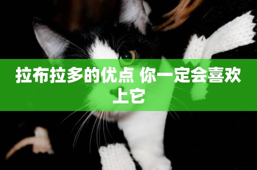 拉布拉多的優點 你一定會喜歡上它