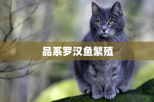 品系羅漢魚繁殖