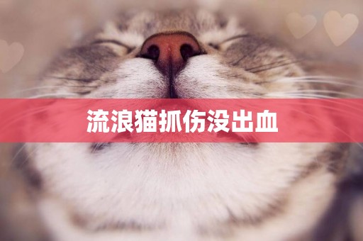 流浪貓抓傷沒出血