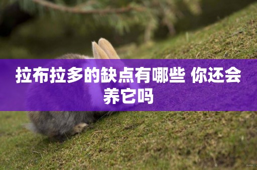 拉布拉多的缺點有哪些 你還會養它嗎