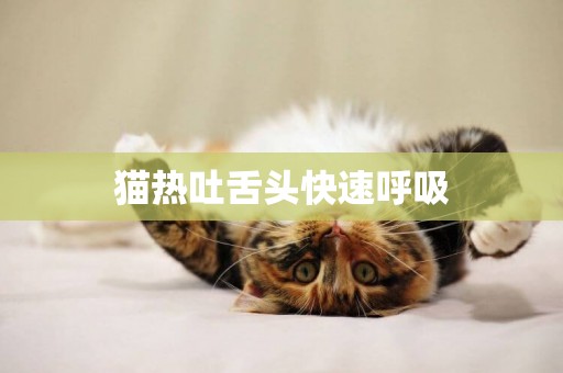 貓熱吐舌頭快速呼吸