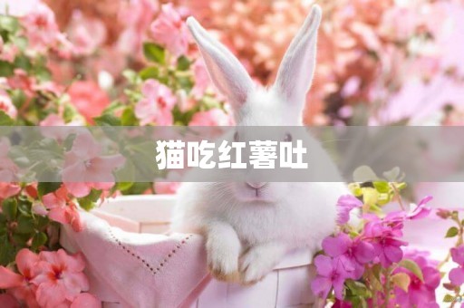 貓吃紅薯吐