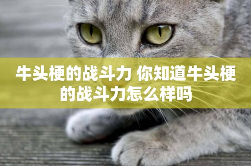 牛頭梗的戰斗力 你知道牛頭梗的戰斗力怎么樣嗎