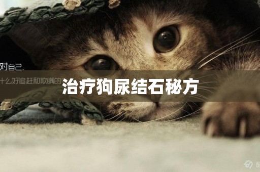 治療狗尿結石秘方