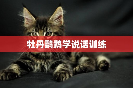 牡丹鸚鵡學說話訓練