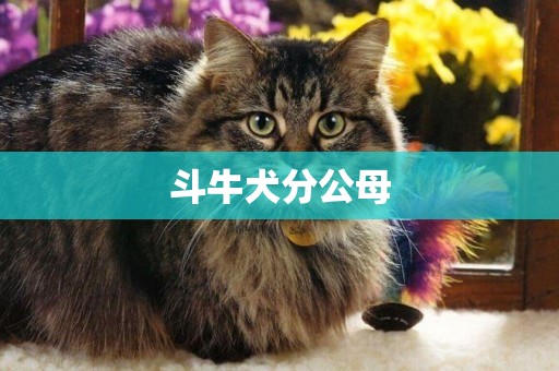 斗牛犬分公母