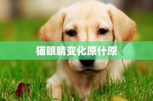 貓眼睛變化原什原