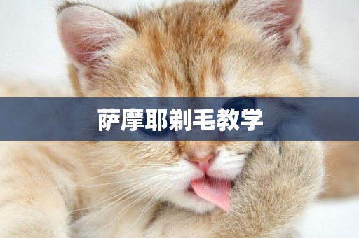薩摩耶剃毛教學