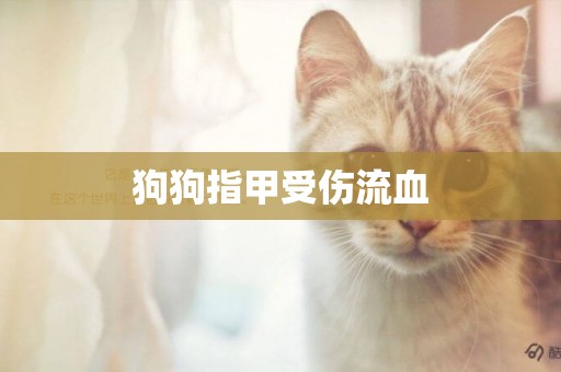 狗狗指甲受傷流血