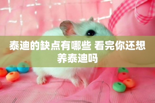 泰迪的缺點有哪些 看完你還想養泰迪嗎