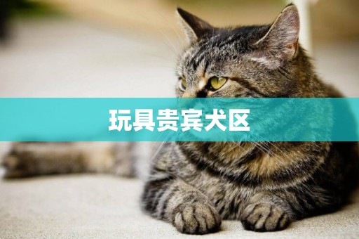 玩具貴賓犬區