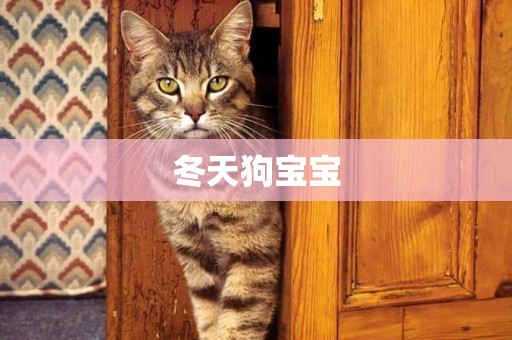 冬天狗寶寶