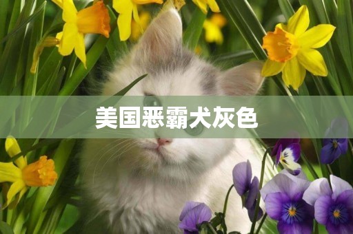 美國惡霸犬灰色